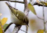 Humes Leaf Warbler (Phylloscopus humei), Bergstaigasngare, Skrlv, land 2009