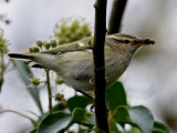 Humes Leaf Warbler (Phylloscopus humei), Bergstaigasngare