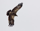 Steppe Eagle (Aquila nipalensis), Stpprn, Skabersj 2009