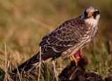 Red-Footed Falcon (Falco vespertinus), Aftonfalk
