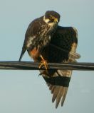 Eurasian Hobby (Falco subbuteo), Lärkfalk