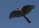 Eurasian Sparrowhawk (Accipiter nisus), Sparvhk