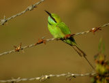 Green Bee-eater (Merops oientalis)
