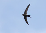 Pacific Swift (Apus pacificus), Orientseglare