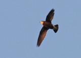 White-throated Needletail (Hirundapus caudacutus), Taggstjrtseglare