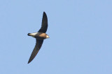 White-throated Needletail (Hirundapus caudacutus), Taggstjrtseglare