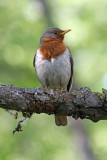 Dark-throated Trush (Turdus ruficollis), Taigatrast