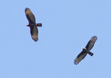Crested Honey Buzzard (Pernis ptilorhynchus), Tofsbivrk