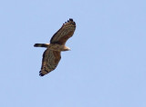 Crested Honey Buzzard (Pernis ptilorhynchus), Tofsbivrk