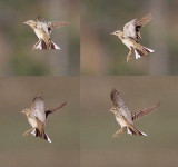 Blyths Pipit (Anthus godlewskii), Mongolpiplrka