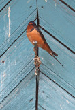 Barn Swallow (Hirundo rustica tyteri), Ladusvala