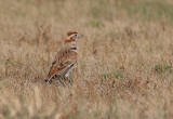 Mongolian Lark (Melanocorypha mongolica), Mongollrka