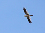 Mongolian Lark (Melanocorypha mongolica), Mongollrka