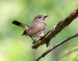 Taiga Flycatcher (Ficedula albicilla), Taigaflugsnappare