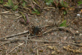 Grizzled Skipper  Smultronvisslare  (Pyrgus malvae)