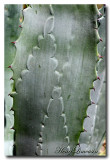 Callig Veget cactus 01