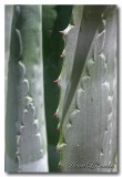 Callig Veget cactus 02