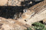 Pika