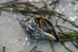 Banded Tulip