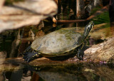 Peninsula Cooter