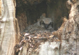 Great Horned Owl; same fledgling; 10 days older