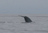 Blue Whale