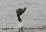 California Sea Lion