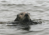 Sea Otter