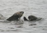 Sea Otter pair