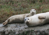 Harbor Seals