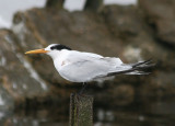 Elegant Tern; basic