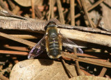 Villa Bee Fly species