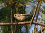 Golden-crowned Kinglet; female