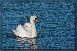 Mute Swan 05_hf.jpg