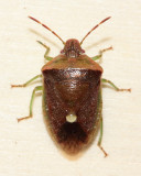 Red-backed Stink Bug (Banasa dimiata)