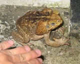Marine Toad (Bufo marinus)