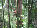 Betel Nut Palm (Areca sp.), family Arecaceae