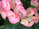 Siamese Lucky Plant (Euphorbia milii)