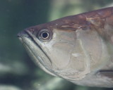 Asian Arowana (Scleropages formosus)