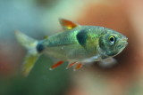 Exodon Characin (Exodon paradoxus)