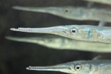Freshwater Needlefish (Xenentodon cancila)