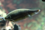 Patapan (Xenomystus nigri)