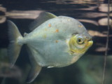 Rhomboid Pacu (Myleus rhomboidalis)