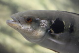 Pike Cichlid (Crenicichla sp.)