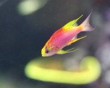 Longfin Anthias (Pseudanthias ventralis)