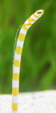 Splendid Garden Eel (Gorgasia preclara)
