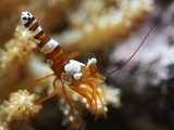Squat Anemone Shrimp (Thor amboinensis)