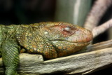 Caiman Lizard (Dracaena guianensis)