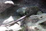 Grand Cayman Blue Iguana (Cyclura lewisi)