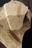 Beetle Larvae
